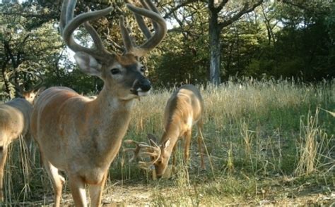 Antler King Lick Magic and Wildlife Conservation: A Win-Win Solution